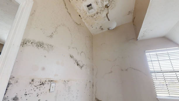 Best Mold Prevention Services  in Youngwood, PA