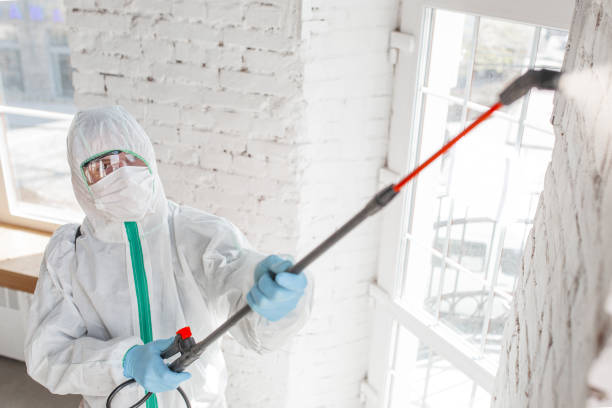 Mold Odor Removal Services