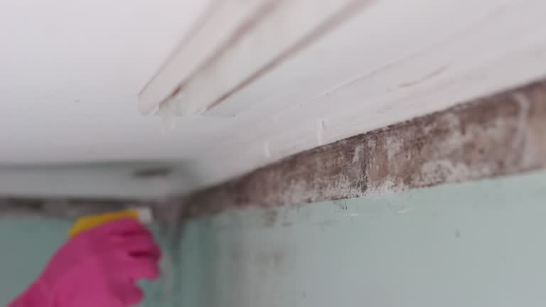 Best Commercial Mold Inspection  in Youngwood, PA